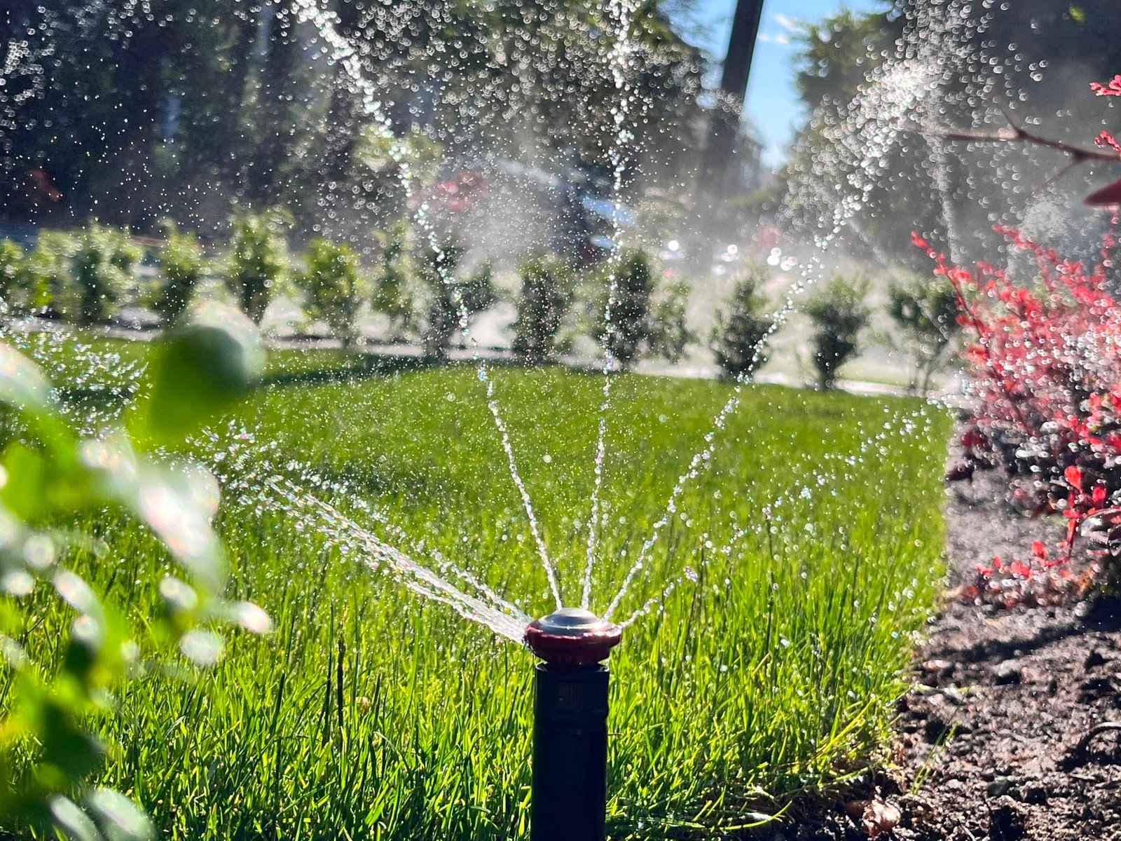 Sprinkler head watering a green lawn during installation